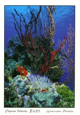 cayman coral reef.jpg (32560 bytes)